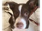 Sheprador DOG FOR ADOPTION RGADN-1092546 - Julie's Brother - Australian Shepherd