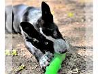 German Shepherd Dog Mix DOG FOR ADOPTION RGADN-1092553 - Sparky - German
