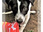 Dalmatian Mix DOG FOR ADOPTION RGADN-1092554 - Bandito - Australian Cattle