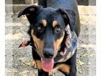 Huskies Mix DOG FOR ADOPTION RGADN-1092558 - Scout - Shepherd / Husky / Mixed