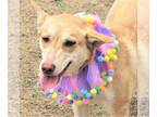 Catahoula Leopard Dog-Huskies Mix DOG FOR ADOPTION RGADN-1092559 - Layla - Husky