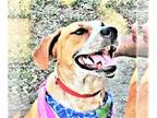 Catahoula Leopard Dog Mix DOG FOR ADOPTION RGADN-1092561 - Cinnamon - Australian