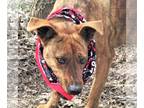 Retriever Mix DOG FOR ADOPTION RGADN-1092566 - Tigger - Australian Cattle