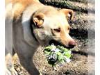 Retriever Mix DOG FOR ADOPTION RGADN-1092568 - Sprite - Shepherd / Retriever /