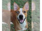 American Pit Bull Terrier Mix DOG FOR ADOPTION RGADN-1092657 - Rascal - Pit Bull