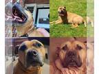 American Pit Bull Terrier Mix DOG FOR ADOPTION RGADN-1092873 - ZEUS (COURTESY