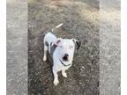 Catahoula Leopard Dog Mix DOG FOR ADOPTION RGADN-1092964 - Clyde - Catahoula