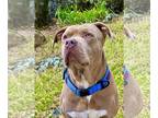 American Staffordshire Terrier DOG FOR ADOPTION RGADN-1092976 - Tank - American