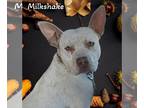 American Pit Bull Terrier-Dalmatian Mix DOG FOR ADOPTION RGADN-1092985 -