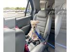 Pug-A-Poo DOG FOR ADOPTION RGADN-1093050 - Prince - Pug / Poodle (Miniature) /