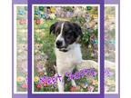 Australian Shepherd-Catahoula Leopard Dog Mix DOG FOR ADOPTION RGADN-1093068 -