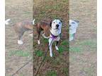 American Staffordshire Terrier Mix DOG FOR ADOPTION RGADN-1093144 - Merci -
