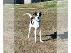 Huskies Mix DOG FOR ADOPTION RGADN-1093147 - Buddy Elf - Hound / Husky / Mixed
