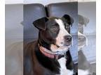 Border Collie DOG FOR ADOPTION RGADN-1093216 - Claire - Border Collie (medium