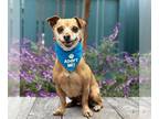 Dachshund DOG FOR ADOPTION RGADN-1093251 - Penelope aka Nellie - Dachshund /