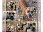 American Staffordshire Terrier Mix DOG FOR ADOPTION RGADN-1093304 - AMARI -