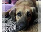 Golden Pyrenees DOG FOR ADOPTION RGADN-1093316 - Sadie - Great Pyrenees / Golden