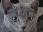 Russian Blue Kittens
