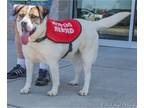 Australian Shepherd Mix DOG FOR ADOPTION RGADN-1088146 - Cosmo - Australian