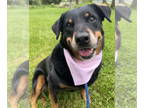 Rottweiler DOG FOR ADOPTION RGADN-1088218 - Mirage Bailey - Rottweiler (short