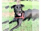 Labrador Retriever DOG FOR ADOPTION RGADN-1090665 - Maxwell May 22 - Labrador