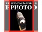 American Staffordshire Terrier-Great Dane Mix DOG FOR ADOPTION RGADN-1092450 -