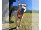 Bull Terrier Mix DOG FOR ADOPTION RGADN-1093224 - Buddy - Bull Terrier / Mixed