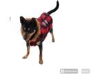 Rat Terrier Mix DOG FOR ADOPTION RGADN-1093332 - Macquire - Rat Terrier / Mixed