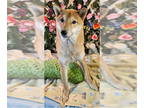 Shiba Inu DOG FOR ADOPTION RGADN-1118769 - Scamp - Shiba Inu (short coat) Dog