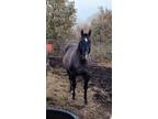 2013 AQHA Grullo Stallion