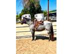 2018 Bay Roan Mare