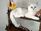 British Kittens