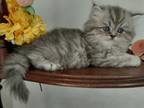 Persian Male And Female Kittens