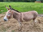 Donkey stallion