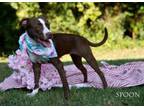 Adopt SPOON a Pit Bull Terrier
