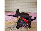 Adopt JEEP a Labrador Retriever, Mixed Breed
