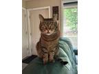 Adopt Daisy (Cat-Man-Doo) a Domestic Short Hair, Tabby