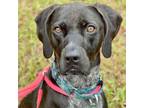 Adopt Dunlin a German Shorthaired Pointer
