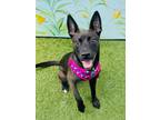 Adopt Charlotte a Dutch Shepherd, Shepherd