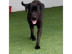 Adopt Lucy a Black Labrador Retriever