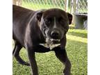 Adopt Caramel a Black Labrador Retriever
