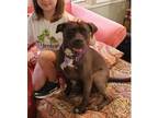 Adopt Chloe a Black Labrador Retriever, Boxer