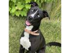 Adopt Sassy a Husky