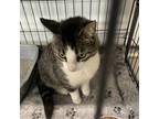 Adopt Beatrix a Domestic Short Hair