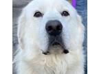 Adopt Sylvie -Foster Hospice home needed a Great Pyrenees