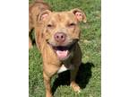 Adopt Blanche a Pit Bull Terrier, Mixed Breed