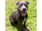 Adopt 24-13183/Roxie a Pit Bull Terrier