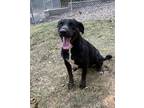 Adopt Missy a Black - with White Labrador Retriever / Mixed dog in Heber