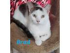 Adopt Brad a White (Mostly) Domestic Shorthair (short coat) cat in schenectady