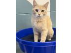 Adopt Chloe a Domestic Short Hair
